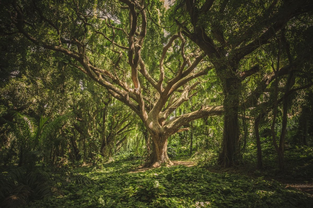 Qu’est-ce que le Koa Hawaii? - upaupatahiti